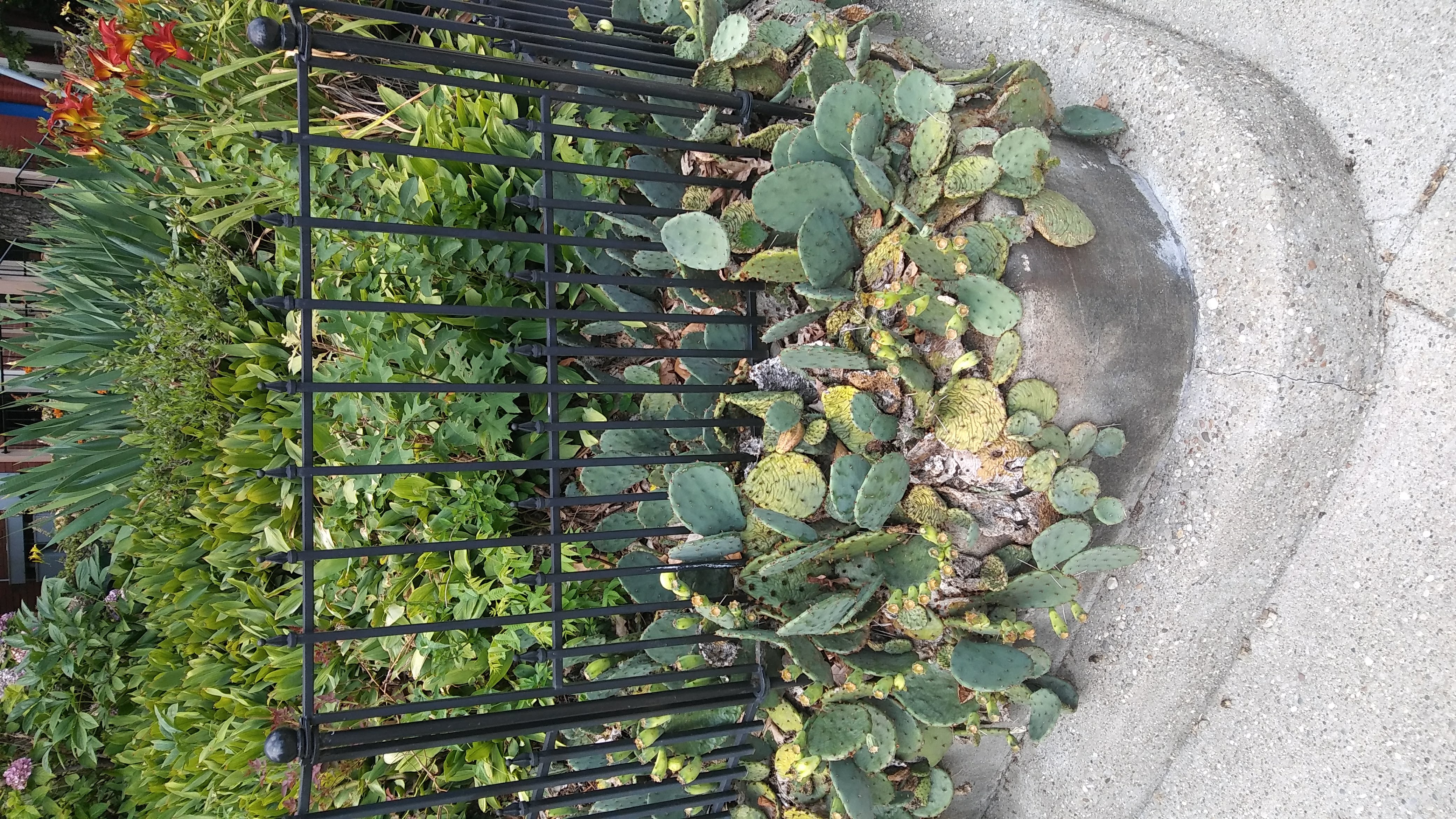 Cactus growing on corner of garden